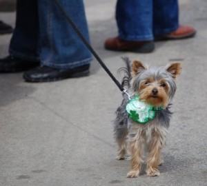 Dog shown actual size. (Just kidding!) 