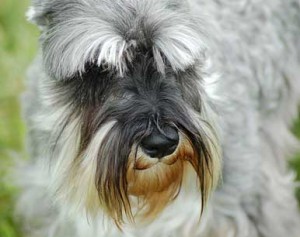 One of many wee Scotty-type dogs at the Games.